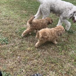 Golden Aussiedoodle and Goldendoodle Puppies from Law Doodles of SC