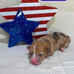 Glory - Red merle and white female American Corgi puppy in Midland, Texas from Desert Darlin’ Corgis