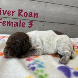 Skye - Liver roan female German Shorthaired Pointer puppy in Axton, Virginia from Red Clay Kennels