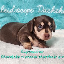 Cappuccino - Chocolate and tan female Dachshund puppy in Mount Sherman, Kentucky from Kaleidoscope Dachshunds and Whippets