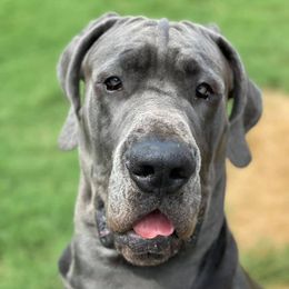 Great Danes from Spring Creek Danes