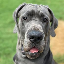 Great Danes from Spring Creek Danes