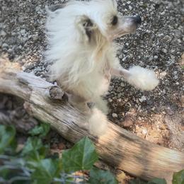 Chihuahua and Chinese Crested Puppies from Western Kentucky Chihuahua’s and Chinese Crested’s