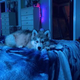 Siberian Husky Puppies from Blue Ridge Siberians