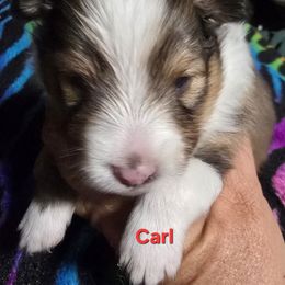 Carl - Sable & white male Toy Shetland Sheepdog puppy in Houston, Texas from LaLa's Lilliputian Lassies