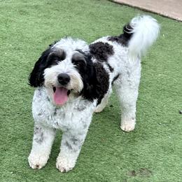Marty - Bernedoodle