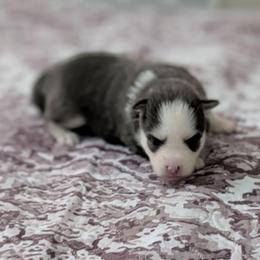 Breezy -  Female - Blue female Pomsky puppy in Hurleyville, New York from My Crazy Pomskys