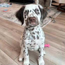Dalmatian Puppies from Spotted Jewels Dalmatians