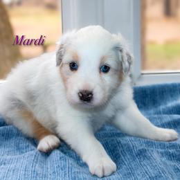 Mardi - Blue merle female Australian Shepherd puppy in Coldwater, Michigan from Northern Star Australian Shepherds