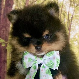 Marty - Black and tan Pomeranian puppy in Redding, California from Yates Pomeranians