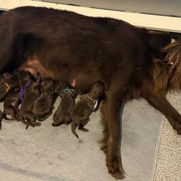 Flat-Coated Retrievers from Kaia Golden Flat Coat