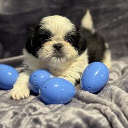Collin - Black and white male Shih Tzu puppy in Sharon, Pennsylvania from Keystone Danes and Shih tzus