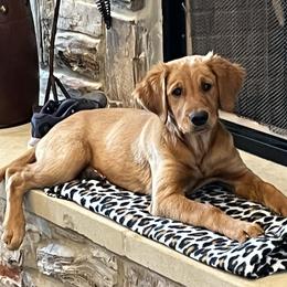 Golden Retriever Puppies from Doc’s Goldens