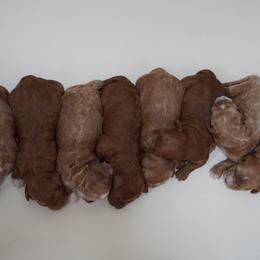 Goldendoodle Puppies from Henriquez Puppies