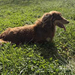 Memphis - Dachshund