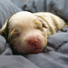 Bob - Red merle male Miniature American Shepherd puppy in Allentown, Pennsylvania from Great Companions MAS -Pennsylvania