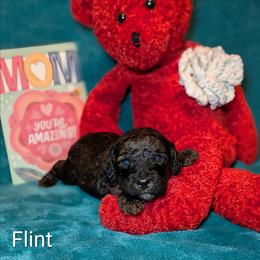Flint - Black and tan male Cockapoo puppy in Sunset, Louisiana from Cano Cockapoos