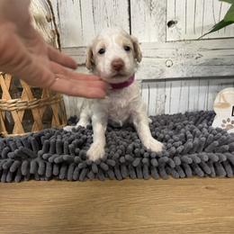 Pink Collar Girl 2150.00 - White female Cavapoo puppy in Alvin, Texas from JP Southern Doodles