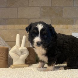 Natalie - Black tri female Toy Australian Shepherd puppy in North Lakeport, California from Wild Rose Ranch