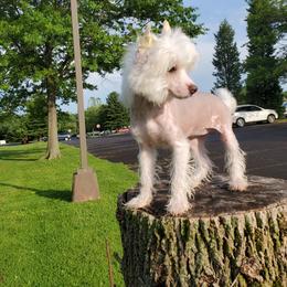 Chinese Crested Puppies from Marina Konstantinova's Cresteds