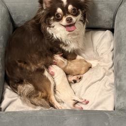 Frankie x Dixie Boy - Cream and white male Chihuahua puppy in Lindenwold, New Jersey from Jersey’s Tiny Tails Chihuahuas