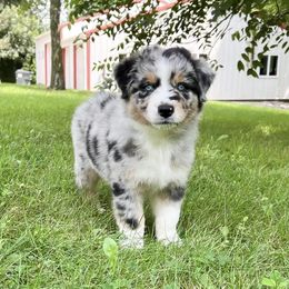 Australian Shepherd Puppies from HomeGrown Aussies