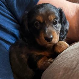 Dolly super Unique silver REVERSE Dapple She's your UNICORN - Dapple female Dachshund puppy in Fort Worth, Texas from Louis' Litters
