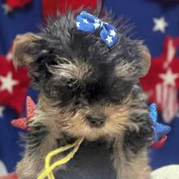Yellow boy - Blue and gold male Yorkshire Terrier puppy in Milton, Florida from Sassenach Yorkie Kennels