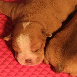 Bulldog Puppies from Ozark mt Bulldogs