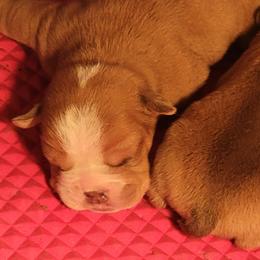 Bulldog Puppies from Ozark mt Bulldogs