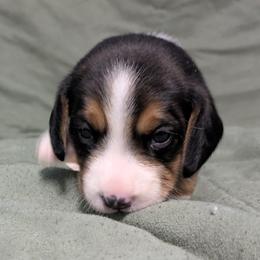 White Collar Boy - Black tan and white male Beagle puppy in High Point, Ohio from Copper Sky Beagles