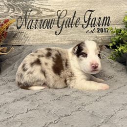 Rebel - White and red merle male Border Collie puppy in Moody, Texas from Narrow Gate Farm