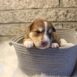 Pomsky Puppies from Gemstone Pomskies