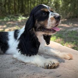 Girl 2 - Black white and tan female Cocker Spaniel puppy in Defuniak Springs, Florida from Anastasia Knight's Cocker Spaniels
