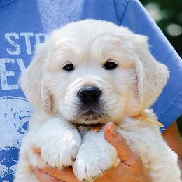 Paw Paw, Brown collar - Golden Retriever puppy from Golden Heart Creams
