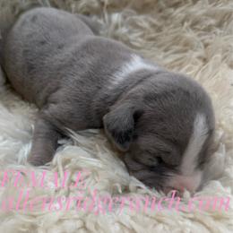 Merle dark - Blue female Great Dane puppy in Greenville, South Carolina from Allen’s Ridge Ranch