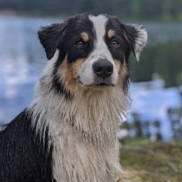 Shade  - Australian Shepherd