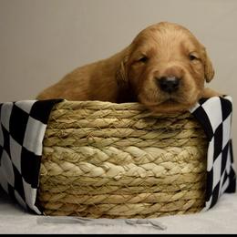 Golden Retriever Puppies from Revival Retrievers