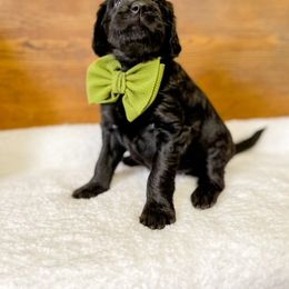 Double Doodle and Labradoodle Puppies from Magnolia & Finn Doodles