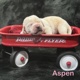 Aspen - Yellow female Labrador Retriever puppy in Tigard, Oregon from Morrison Labrador Retreivers