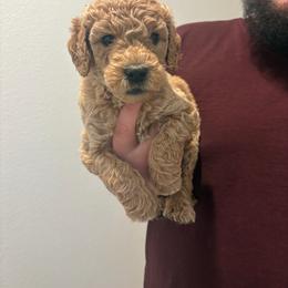 Egg - Apricot male Goldendoodle puppy in Richmond, Texas from Harper’s Heartbeats