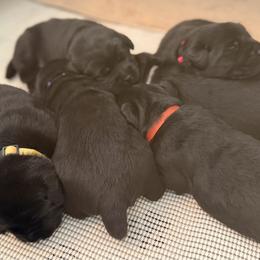 Gray Collar - Flint - Black male Labrador Retriever puppy in Lowell, Arkansas from Riverbourne Labradors