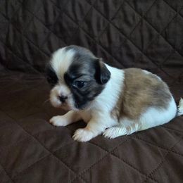 Crystal - Brindle and white female Shih Tzu puppy in Boston, Massachusetts from NFST IMPERIAL SHIHTZU PUPPIES