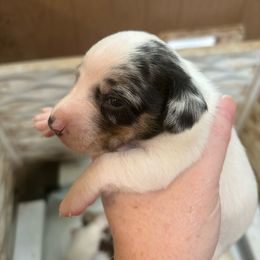 Boy 3 - Dapple Dachshund puppy in Mississippi from C & B Little Paws