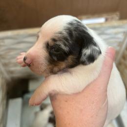 Boy 3 - Dapple Dachshund puppy in Mississippi from C & B Little Paws