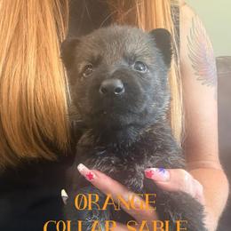 Orange collar - Sable male German Shepherd puppy in Canterbury, Connecticut from Nachtwaechter German Shepherds, LLC