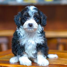 Yogi - Tri-color male Bernedoodle puppy in Dundee, Ohio from Down Home Doodle