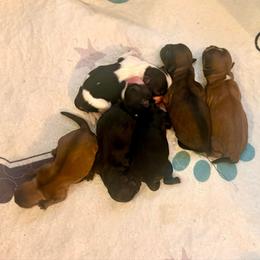 Aphrodite - Black and white female Shih Tzu puppy in Stroud, Oklahoma from Laik’s Little Shihtz & Poms