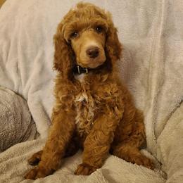 Black collar - Red  male Poodle puppy in Colorado Springs, Colorado from Silly's Standard Poodles