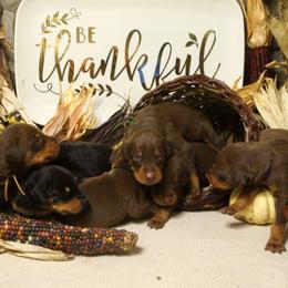 Doberman Pinscher Puppies from Laurel Vail